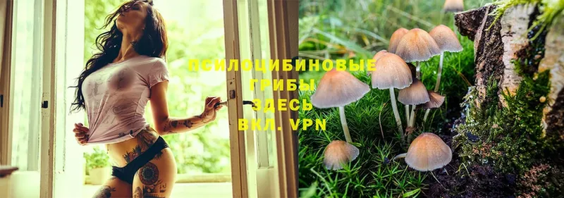 Псилоцибиновые грибы Cubensis  наркотики  Рославль 